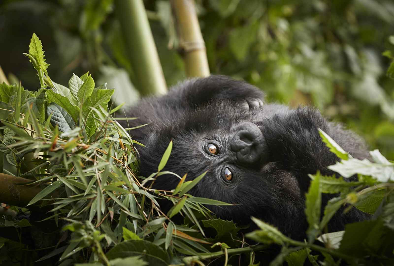 Rwanda gorilla trekking: Into the mist of the Virungas